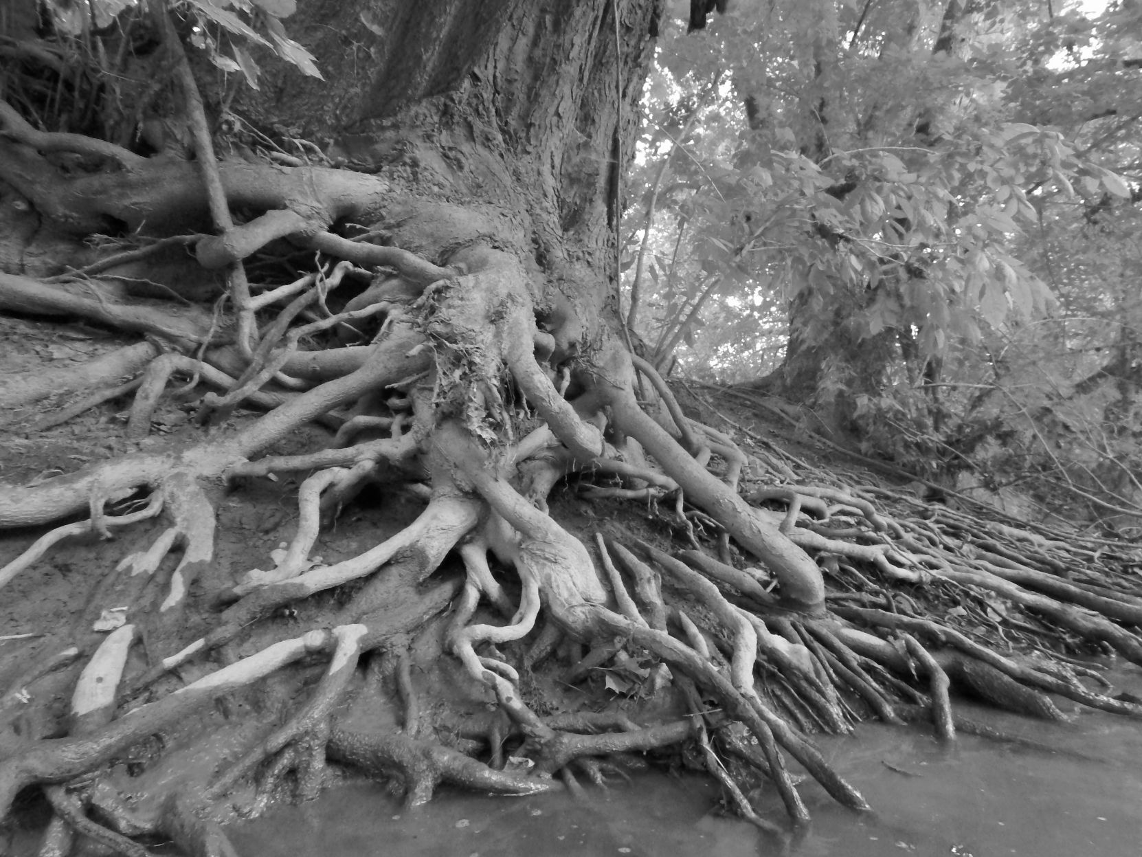 tubing tree roots A25.jpg